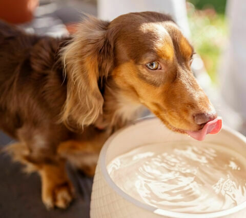 Hydration hacks for seniors